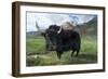 Yak (Dzo=Yak/Cattle Cross) in Himalayan Snowcapped Mountain Landscape Abring, Stod Valley,…-null-Framed Photographic Print