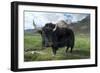 Yak (Dzo=Yak/Cattle Cross) in Himalayan Snowcapped Mountain Landscape Abring, Stod Valley,…-null-Framed Photographic Print