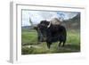 Yak (Dzo=Yak/Cattle Cross) in Himalayan Snowcapped Mountain Landscape Abring, Stod Valley,…-null-Framed Photographic Print