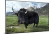 Yak (Dzo=Yak/Cattle Cross) in Himalayan Snowcapped Mountain Landscape Abring, Stod Valley,…-null-Mounted Photographic Print