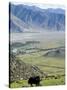 Yak, Ganden Monastery, Near Lhasa, Tibet, China-Ethel Davies-Stretched Canvas