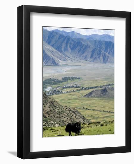 Yak, Ganden Monastery, Near Lhasa, Tibet, China-Ethel Davies-Framed Premium Photographic Print