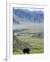 Yak, Ganden Monastery, Near Lhasa, Tibet, China-Ethel Davies-Framed Photographic Print