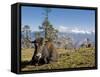 Yak Grazing on Top of the Pele La Mountain Pass with the Himalayas in the Background, Bhutan-Michael Runkel-Framed Stretched Canvas