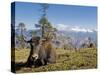Yak Grazing on Top of the Pele La Mountain Pass with the Himalayas in the Background, Bhutan-Michael Runkel-Stretched Canvas