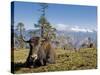 Yak Grazing on Top of the Pele La Mountain Pass with the Himalayas in the Background, Bhutan-Michael Runkel-Stretched Canvas