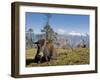 Yak Grazing on Top of the Pele La Mountain Pass with the Himalayas in the Background, Bhutan-Michael Runkel-Framed Photographic Print