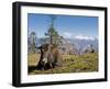 Yak Grazing on Top of the Pele La Mountain Pass with the Himalayas in the Background, Bhutan-Michael Runkel-Framed Photographic Print
