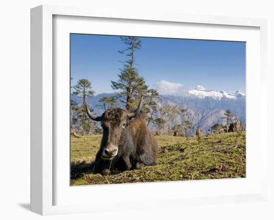 Yak Grazing on Top of the Pele La Mountain Pass with the Himalayas in the Background, Bhutan-Michael Runkel-Framed Photographic Print