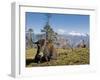 Yak Grazing on Top of the Pele La Mountain Pass with the Himalayas in the Background, Bhutan-Michael Runkel-Framed Photographic Print