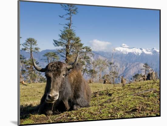 Yak Grazing on Top of the Pele La Mountain Pass with the Himalayas in the Background, Bhutan-Michael Runkel-Mounted Photographic Print