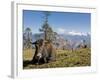 Yak Grazing on Top of the Pele La Mountain Pass with the Himalayas in the Background, Bhutan-Michael Runkel-Framed Photographic Print