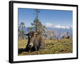 Yak Grazing on Top of the Pele La Mountain Pass with the Himalayas in the Background, Bhutan-Michael Runkel-Framed Photographic Print