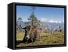 Yak Grazing on Top of the Pele La Mountain Pass with the Himalayas in the Background, Bhutan-Michael Runkel-Framed Stretched Canvas