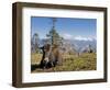 Yak Grazing on Top of the Pele La Mountain Pass with the Himalayas in the Background, Bhutan-Michael Runkel-Framed Photographic Print