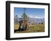 Yak Grazing on Top of the Pele La Mountain Pass with the Himalayas in the Background, Bhutan-Michael Runkel-Framed Photographic Print