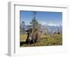 Yak Grazing on Top of the Pele La Mountain Pass with the Himalayas in the Background, Bhutan-Michael Runkel-Framed Photographic Print