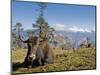 Yak Grazing on Top of the Pele La Mountain Pass with the Himalayas in the Background, Bhutan-Michael Runkel-Mounted Photographic Print