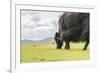 Yak grazing, Orkhon valley, South Hangay province, Mongolia, Central Asia, Asia-Francesco Vaninetti-Framed Photographic Print