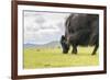 Yak grazing, Orkhon valley, South Hangay province, Mongolia, Central Asia, Asia-Francesco Vaninetti-Framed Photographic Print