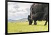 Yak grazing, Orkhon valley, South Hangay province, Mongolia, Central Asia, Asia-Francesco Vaninetti-Framed Photographic Print