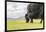 Yak grazing, Orkhon valley, South Hangay province, Mongolia, Central Asia, Asia-Francesco Vaninetti-Framed Photographic Print