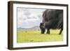 Yak grazing, Orkhon valley, South Hangay province, Mongolia, Central Asia, Asia-Francesco Vaninetti-Framed Photographic Print