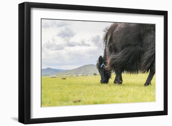 Yak grazing, Orkhon valley, South Hangay province, Mongolia, Central Asia, Asia-Francesco Vaninetti-Framed Photographic Print