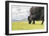 Yak grazing, Orkhon valley, South Hangay province, Mongolia, Central Asia, Asia-Francesco Vaninetti-Framed Photographic Print