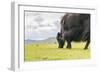 Yak grazing, Orkhon valley, South Hangay province, Mongolia, Central Asia, Asia-Francesco Vaninetti-Framed Photographic Print