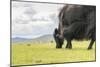 Yak grazing, Orkhon valley, South Hangay province, Mongolia, Central Asia, Asia-Francesco Vaninetti-Mounted Photographic Print