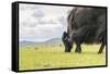 Yak grazing, Orkhon valley, South Hangay province, Mongolia, Central Asia, Asia-Francesco Vaninetti-Framed Stretched Canvas