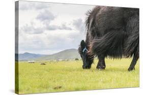 Yak grazing, Orkhon valley, South Hangay province, Mongolia, Central Asia, Asia-Francesco Vaninetti-Stretched Canvas