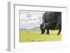 Yak grazing, Orkhon valley, South Hangay province, Mongolia, Central Asia, Asia-Francesco Vaninetti-Framed Photographic Print