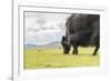 Yak grazing, Orkhon valley, South Hangay province, Mongolia, Central Asia, Asia-Francesco Vaninetti-Framed Photographic Print