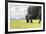 Yak grazing, Orkhon valley, South Hangay province, Mongolia, Central Asia, Asia-Francesco Vaninetti-Framed Photographic Print