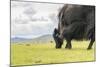 Yak grazing, Orkhon valley, South Hangay province, Mongolia, Central Asia, Asia-Francesco Vaninetti-Mounted Photographic Print