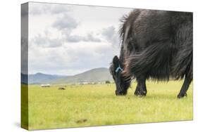 Yak grazing, Orkhon valley, South Hangay province, Mongolia, Central Asia, Asia-Francesco Vaninetti-Stretched Canvas
