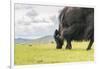 Yak grazing, Orkhon valley, South Hangay province, Mongolia, Central Asia, Asia-Francesco Vaninetti-Framed Premium Photographic Print