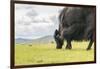 Yak grazing, Orkhon valley, South Hangay province, Mongolia, Central Asia, Asia-Francesco Vaninetti-Framed Premium Photographic Print