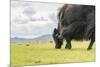 Yak grazing, Orkhon valley, South Hangay province, Mongolia, Central Asia, Asia-Francesco Vaninetti-Mounted Premium Photographic Print