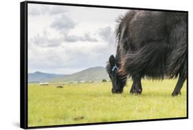 Yak grazing, Orkhon valley, South Hangay province, Mongolia, Central Asia, Asia-Francesco Vaninetti-Framed Stretched Canvas