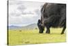 Yak grazing, Orkhon valley, South Hangay province, Mongolia, Central Asia, Asia-Francesco Vaninetti-Stretched Canvas