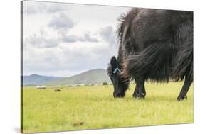 Yak grazing, Orkhon valley, South Hangay province, Mongolia, Central Asia, Asia-Francesco Vaninetti-Stretched Canvas