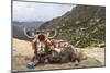 Yak in Drak Yerpa, Tibet, China, Asia-Thomas L-Mounted Photographic Print