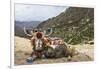 Yak in Drak Yerpa, Tibet, China, Asia-Thomas L-Framed Photographic Print