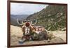 Yak in Drak Yerpa, Tibet, China, Asia-Thomas L-Framed Photographic Print