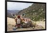 Yak in Drak Yerpa, Tibet, China, Asia-Thomas L-Framed Photographic Print