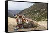Yak in Drak Yerpa, Tibet, China, Asia-Thomas L-Framed Stretched Canvas