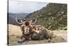 Yak in Drak Yerpa, Tibet, China, Asia-Thomas L-Stretched Canvas